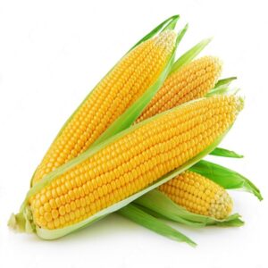 maize